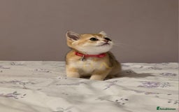 Scottish Fold cats for sale: Scottish fold Golden chinchilla  - Image 4