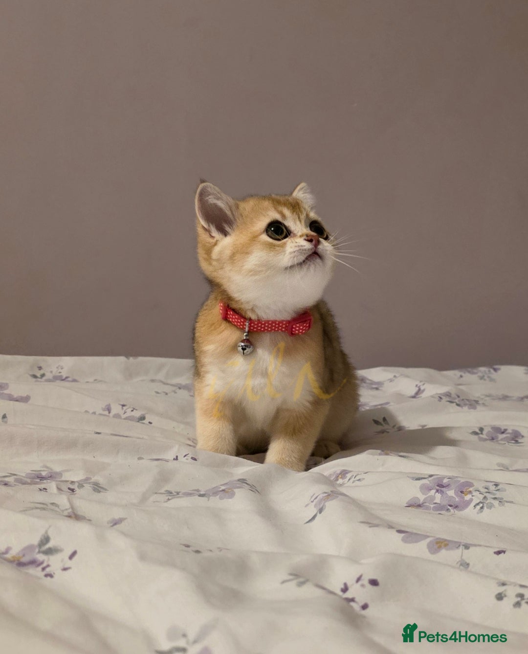 Scottish Fold cats for sale: Scottish fold Golden chinchilla  - Image 4