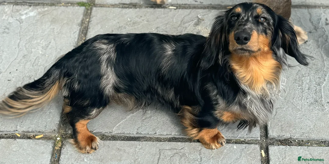 Miniature Dachshund dogs for sale: Kc reg silver dapple & tan male  - Advert 6