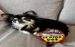 Chihuahua dogs for stud: Long Haired Black and Tan Chihuahua For Stud - Image 3