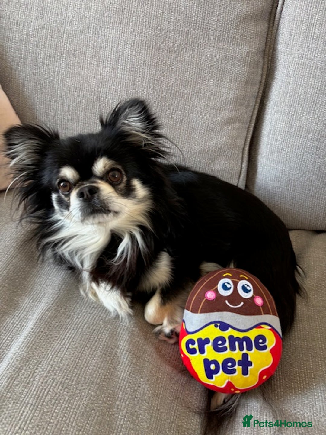 Chihuahua dogs for stud: Long Haired Black and Tan Chihuahua For Stud - Image 3