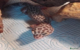 Leopard Gecko reptiles for sale: Lily (Leopard Gecko)  - Image 3