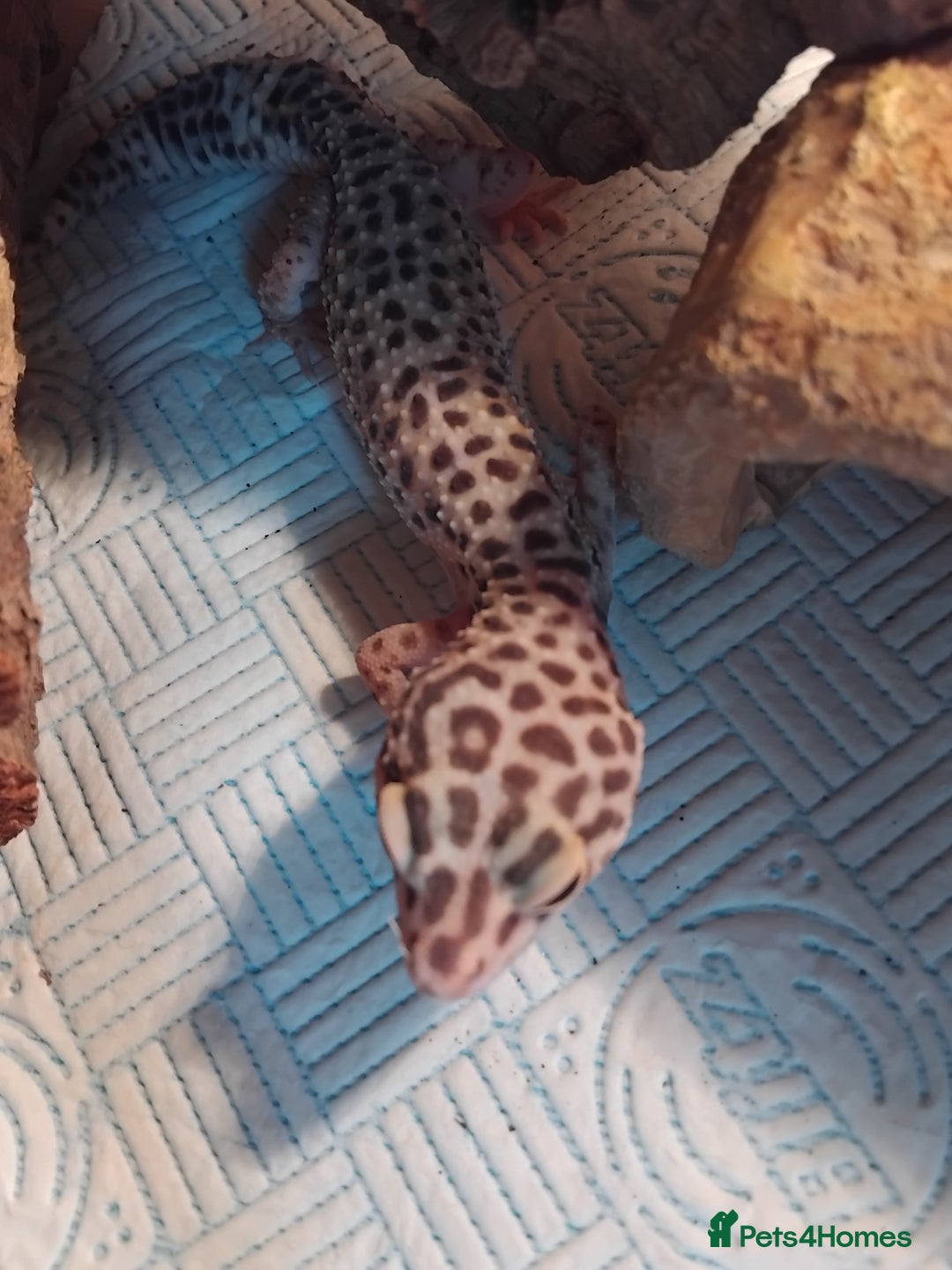 Leopard Gecko reptiles for sale: Lily (Leopard Gecko)  - Image 3