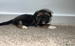 Lhasa Apso dogs for sale: 5 beautiful Lhasa babies! - Image 7