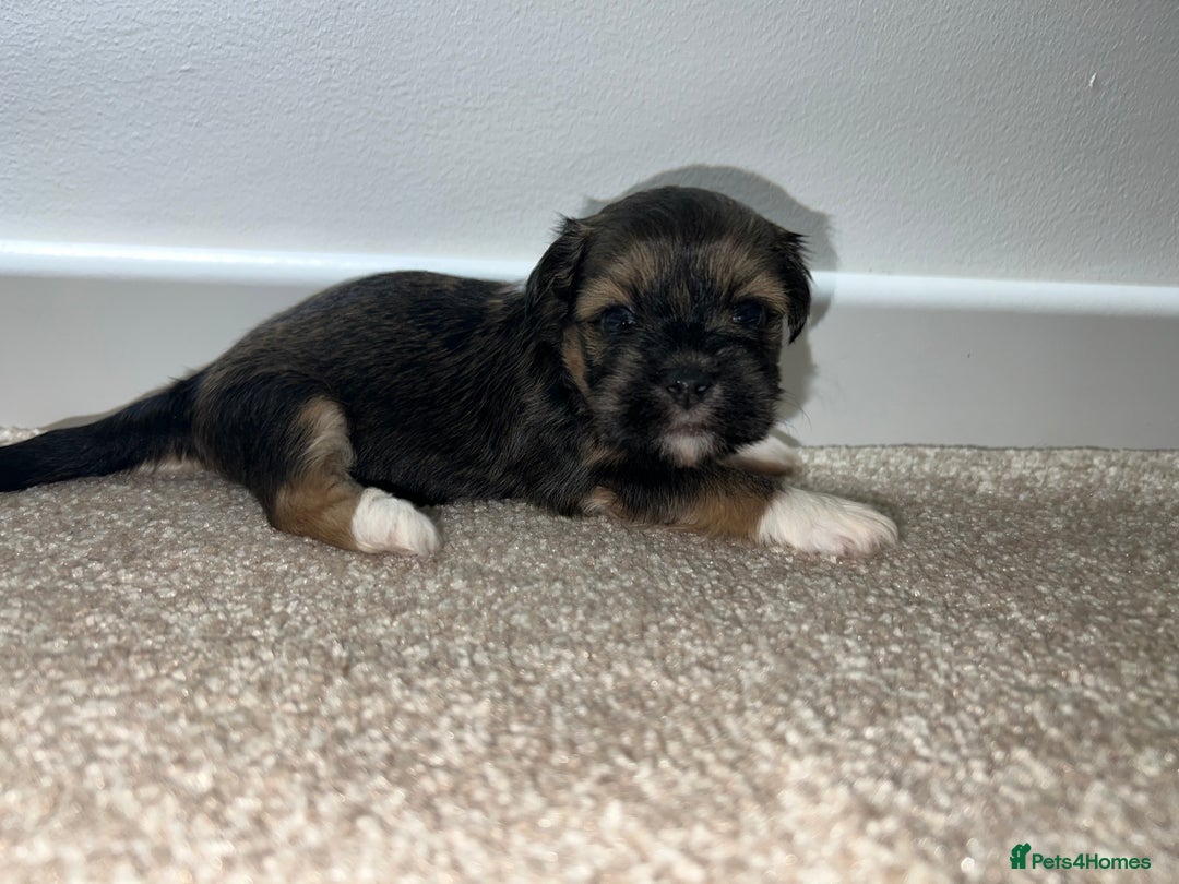 Lhasa Apso dogs for sale: 5 beautiful Lhasa babies! - Image 7