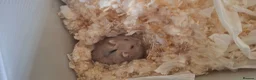 Hamster rodents for sale: Hamster  in Manchester - Advert 3