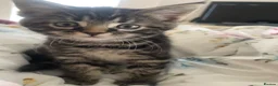 Mixed Breed cats for sale: Maincoon x  in Driffield - Advert 3