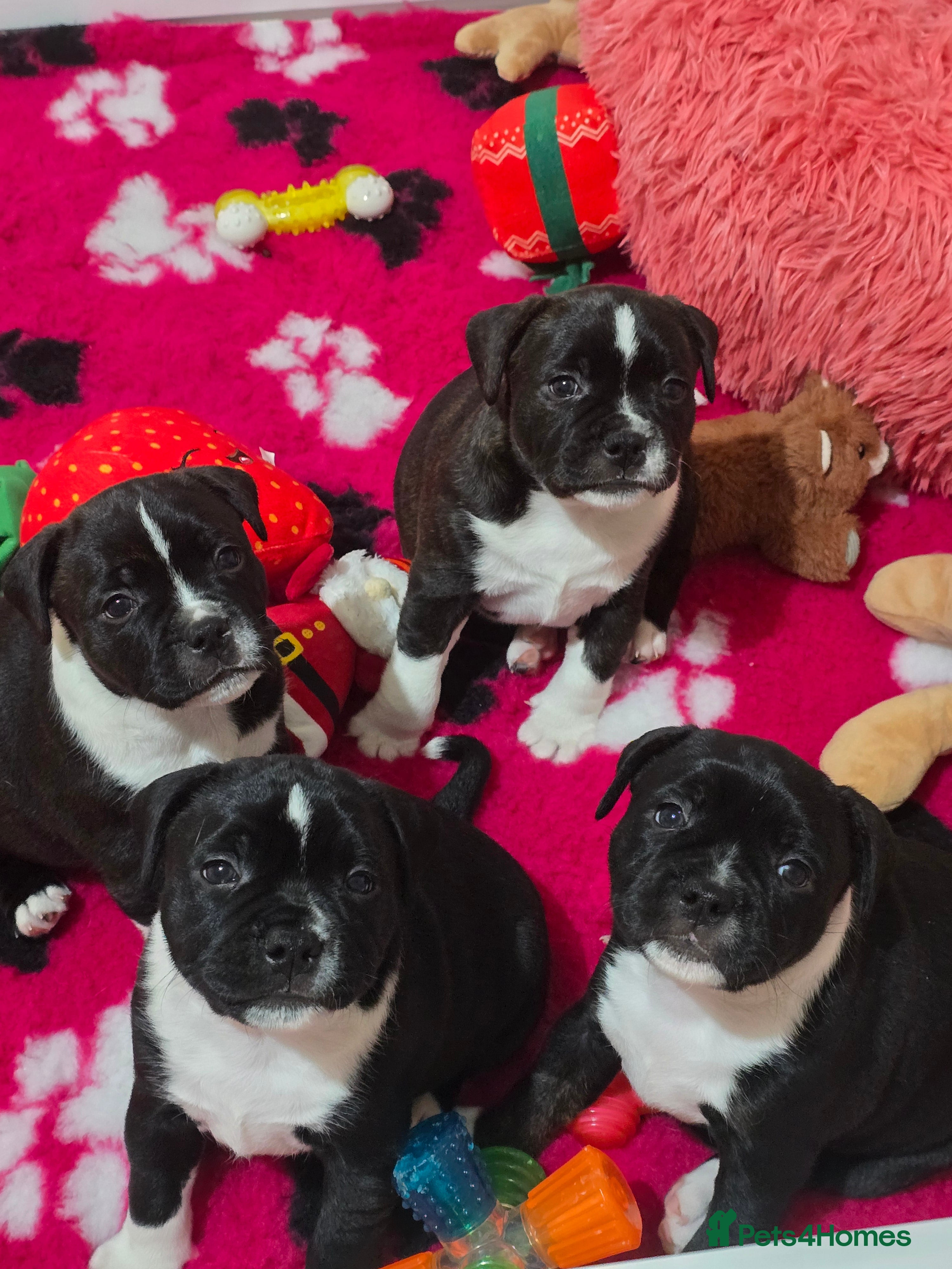 Staffordshire Bull Terrier dogs ✨️Outstanding SBT puppies✨️ - Advert 15