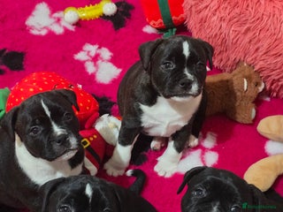 Staffordshire Bull Terrier dogs ✨️Outstanding SBT puppies✨️ - Advert 15