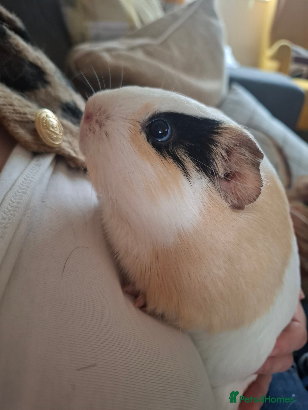 Guinea Pig rodents for sale: Paired guinea pig girls - Advert 2