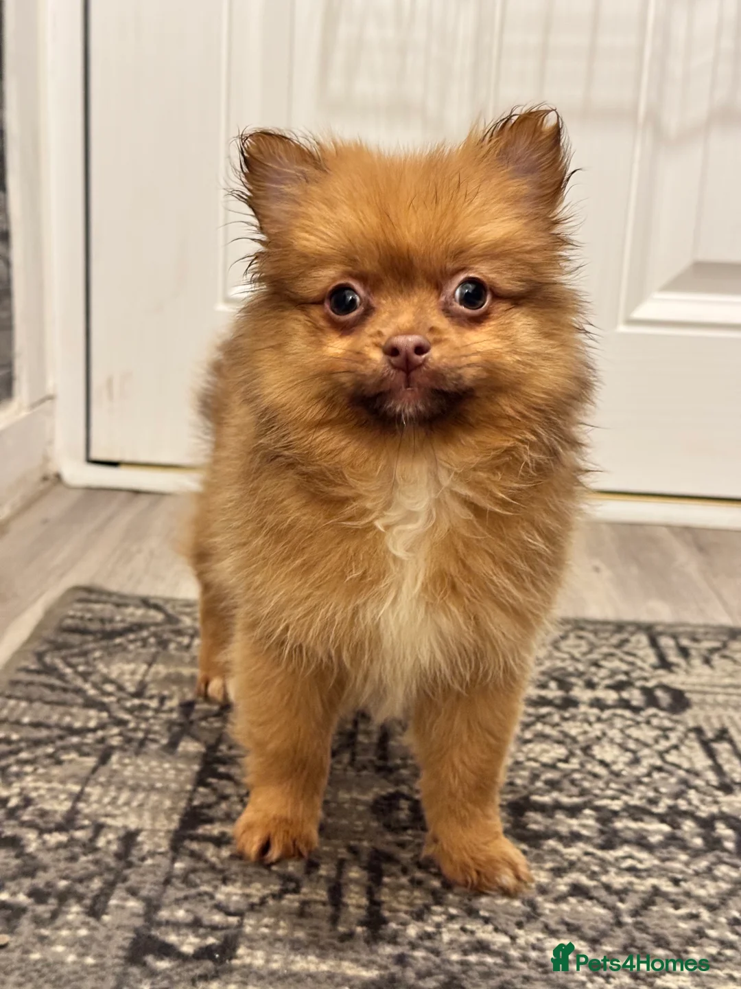 Pomeranian dogs for sale: ✨🐶One BOY Adorable Pomeranian Puppy 🐶✨ - Advert 3