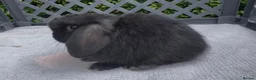 Mini Lop rabbits for sale: Pedigree mini lop babies - Advert 2