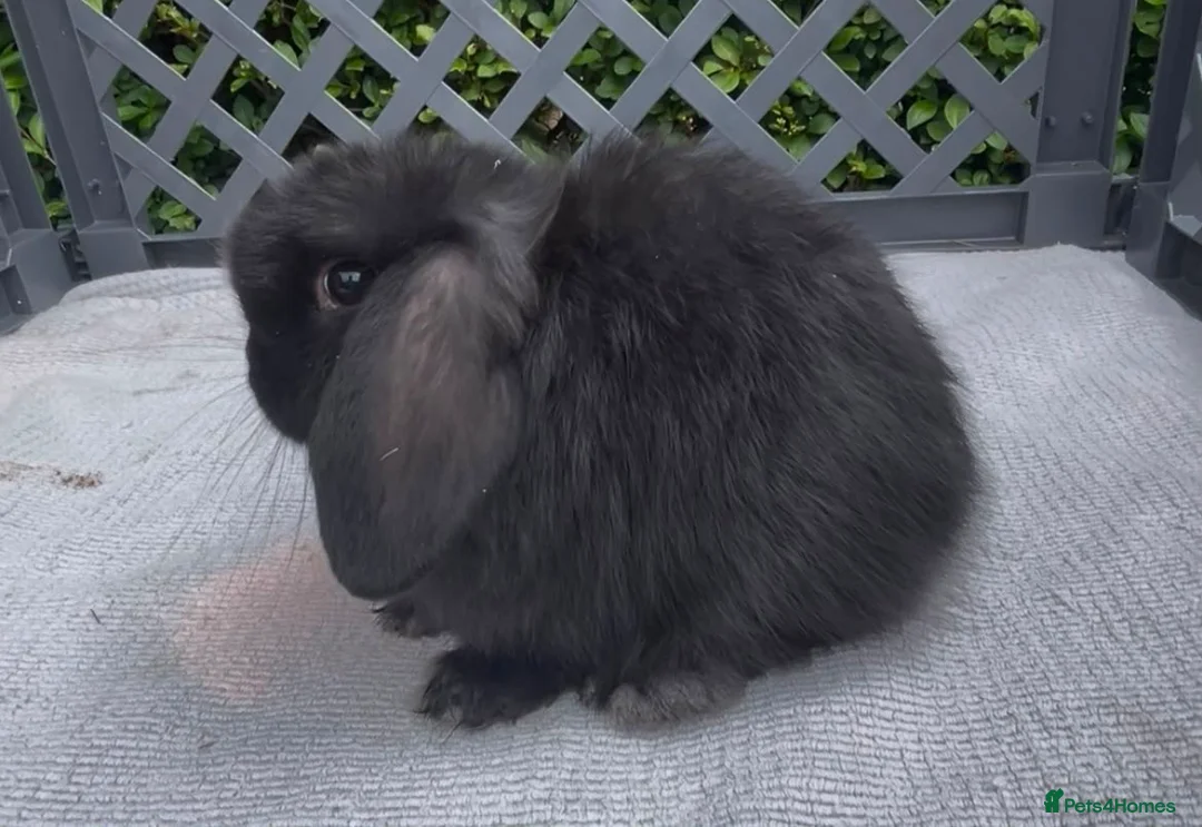 Mini Lop rabbits for sale: Pedigree mini lop babies - Advert 2