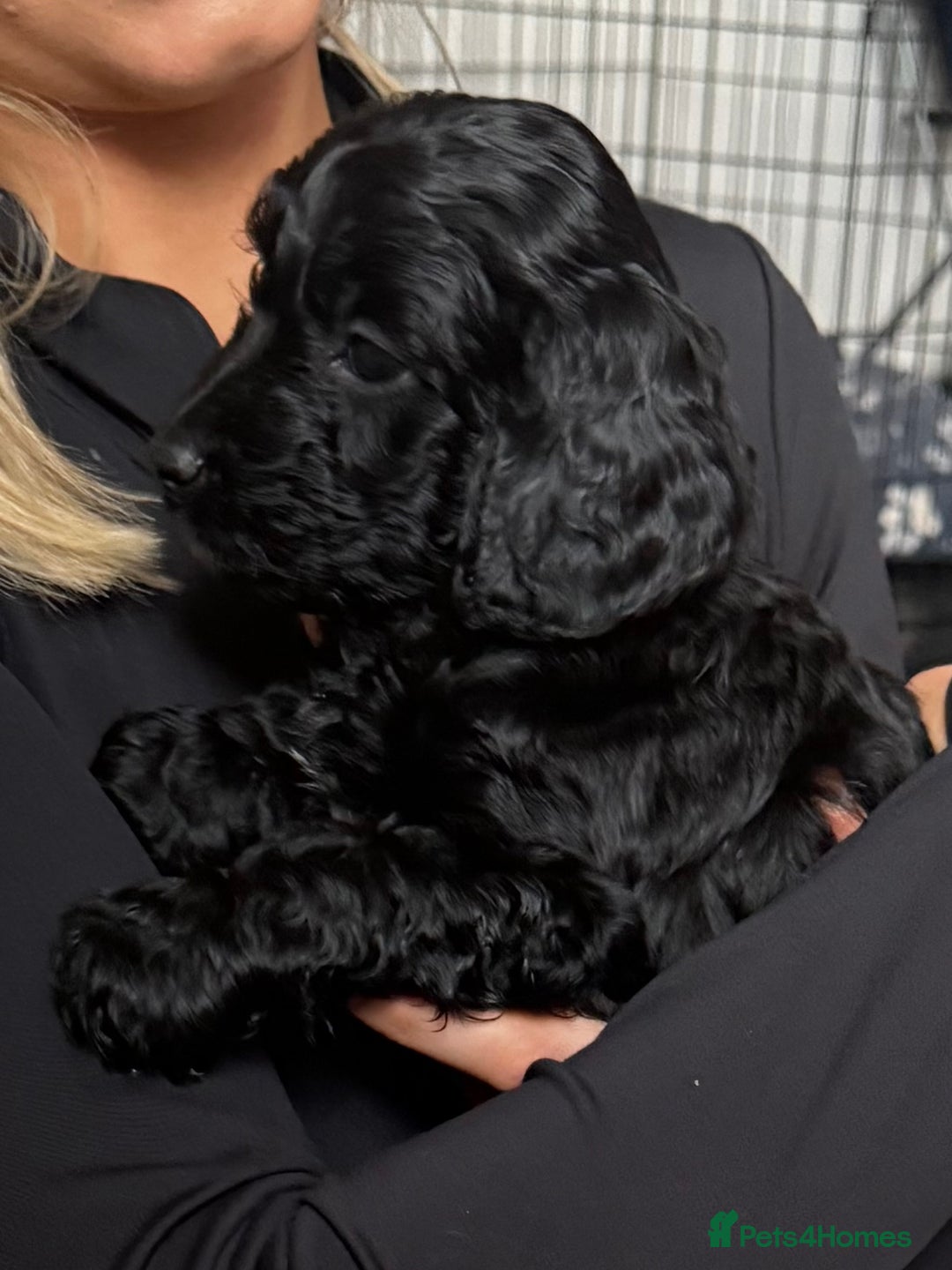 Sproodle dogs for sale: Stunning Sproodles  - Advert 18