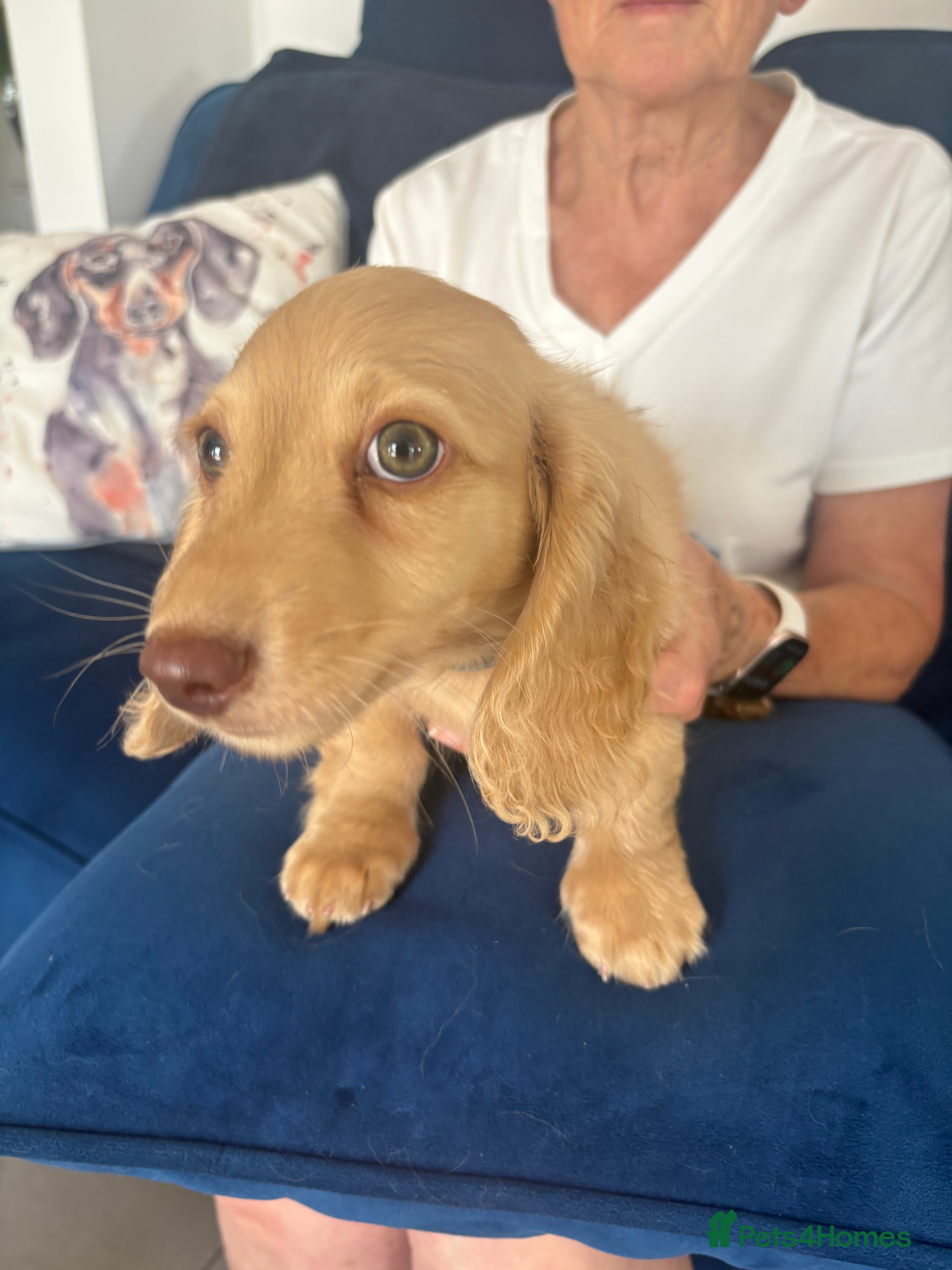 Miniature Dachshund dogs Pure Cream female mini dachshund  - Advert 2