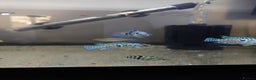 Cichlids fish for sale: American Cichlids - Advert 1