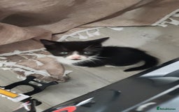 Mixed Breed cats for sale: Adorable kittens  - Image 16