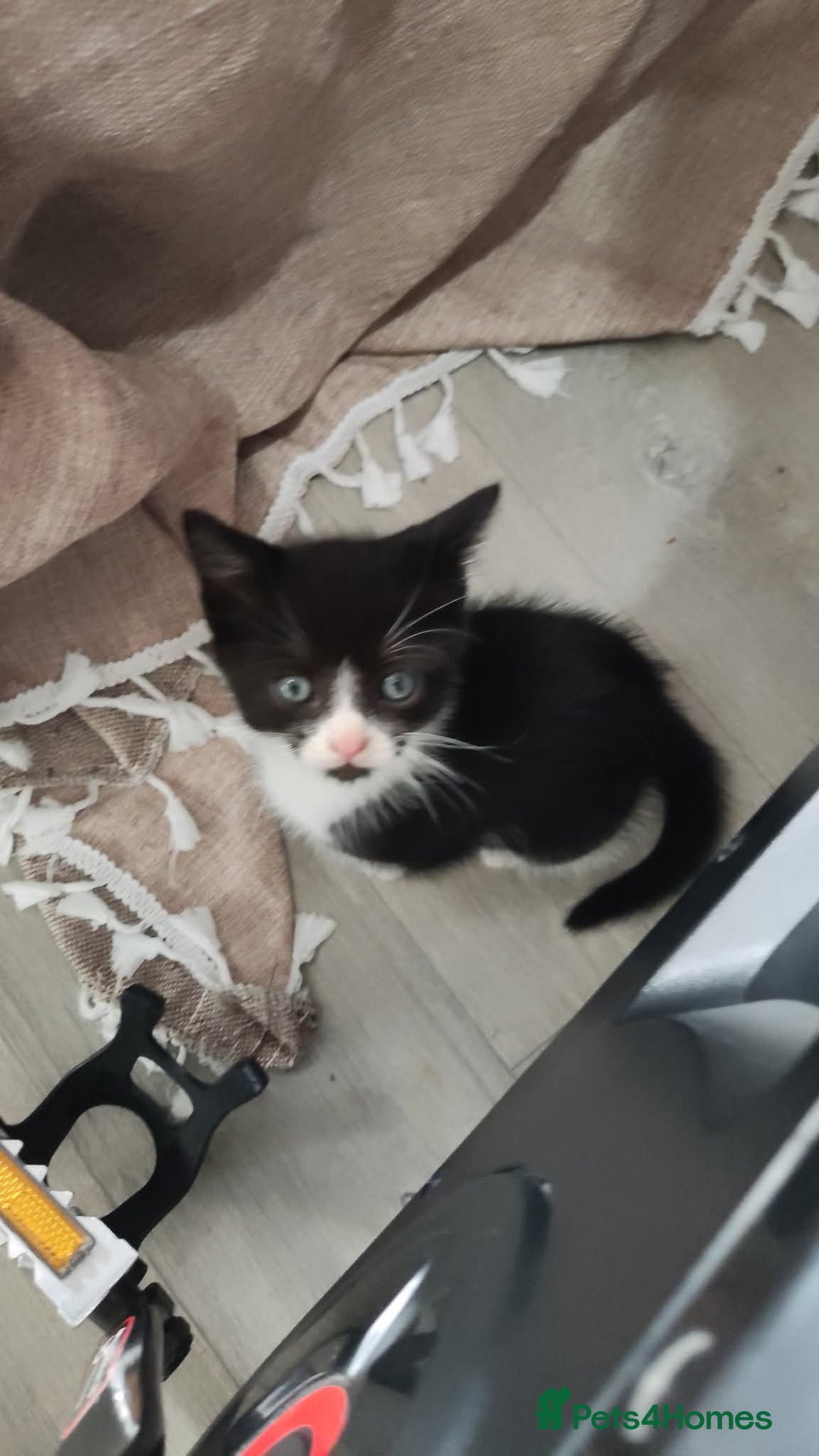 Mixed Breed cats for sale: Adorable kittens  - Image 16