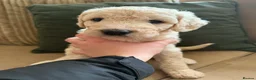 Bordoodle dogs for sale: ADORABLE F1B  BORDOODLE PUPPIES AVAILABLE NOW!! - Advert 9