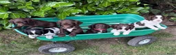 Sprocker dogs for sale: 6 sprocker  - Advert 11
