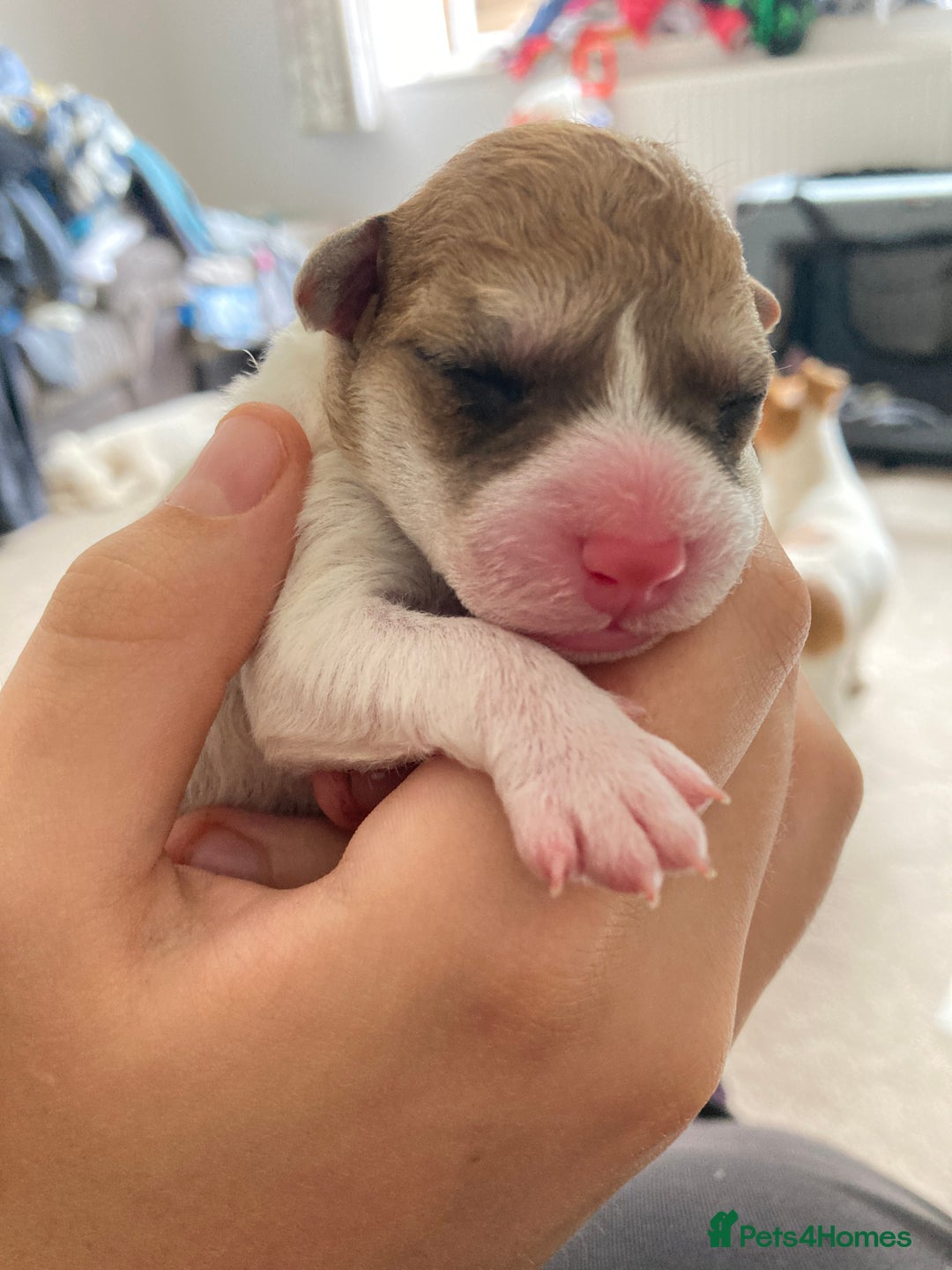 Jackapoo dogs for sale: @@GORGEOUS JACKAPOO PUPPIES@@ - Image 7