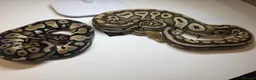 Python Snake reptiles for sale: Various Royal Pythons for sale - Advert 2