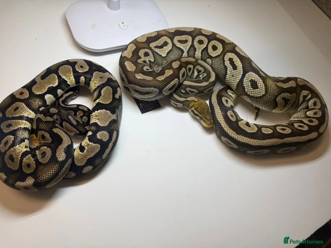 Python Snake reptiles for sale: Various Royal Pythons for sale - Advert 2