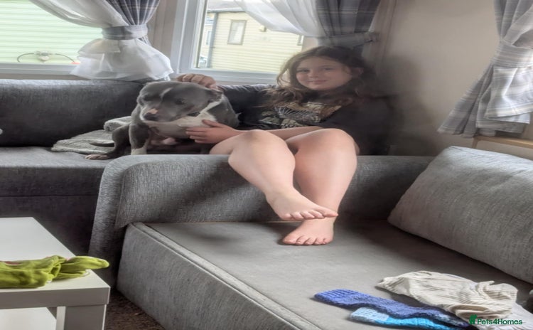 Staffordshire Bull Terrier dogs - Advert 1