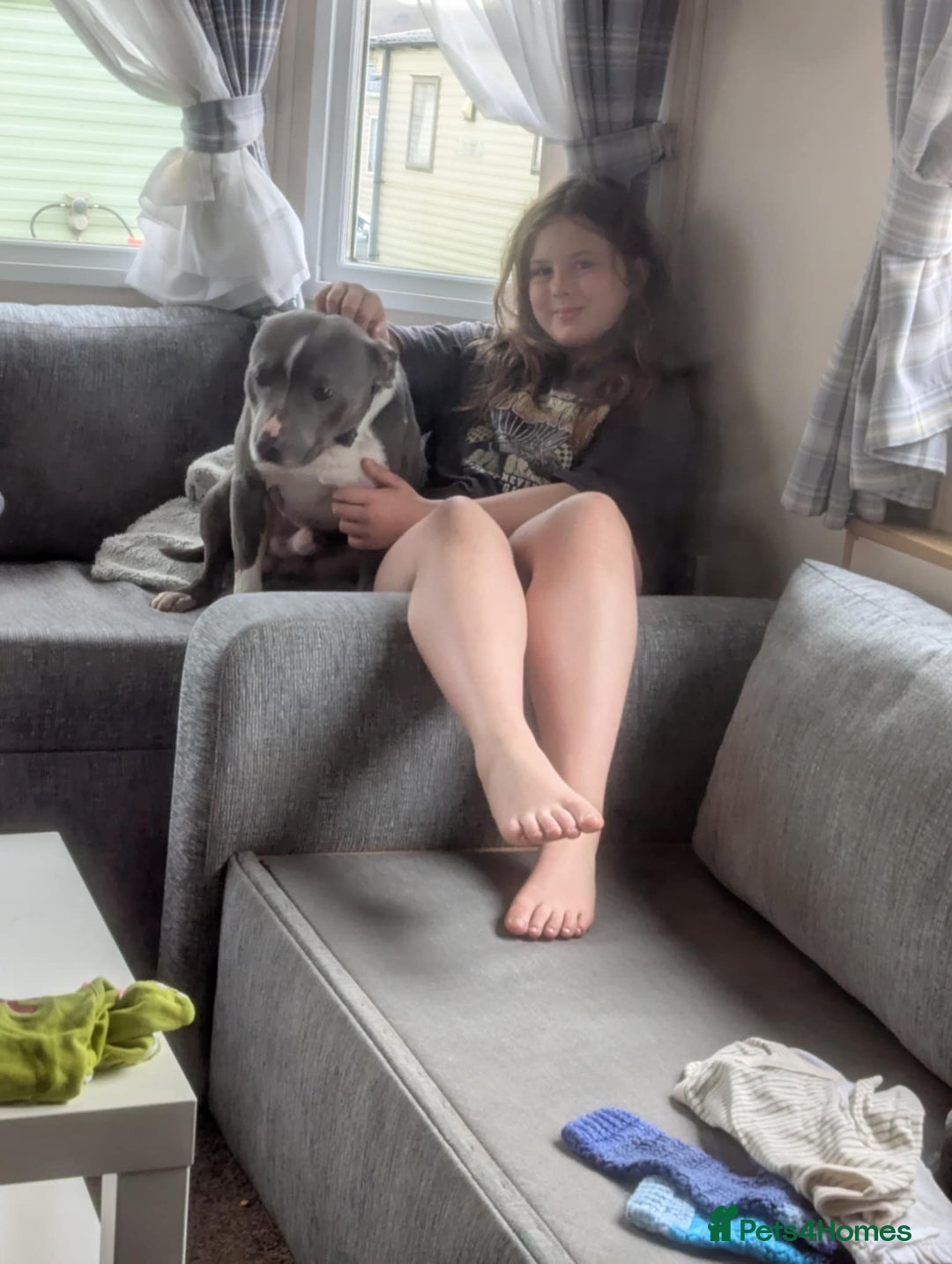 Staffordshire Bull Terrier dogs for sale: 3 year old boy for sale  - Image 1