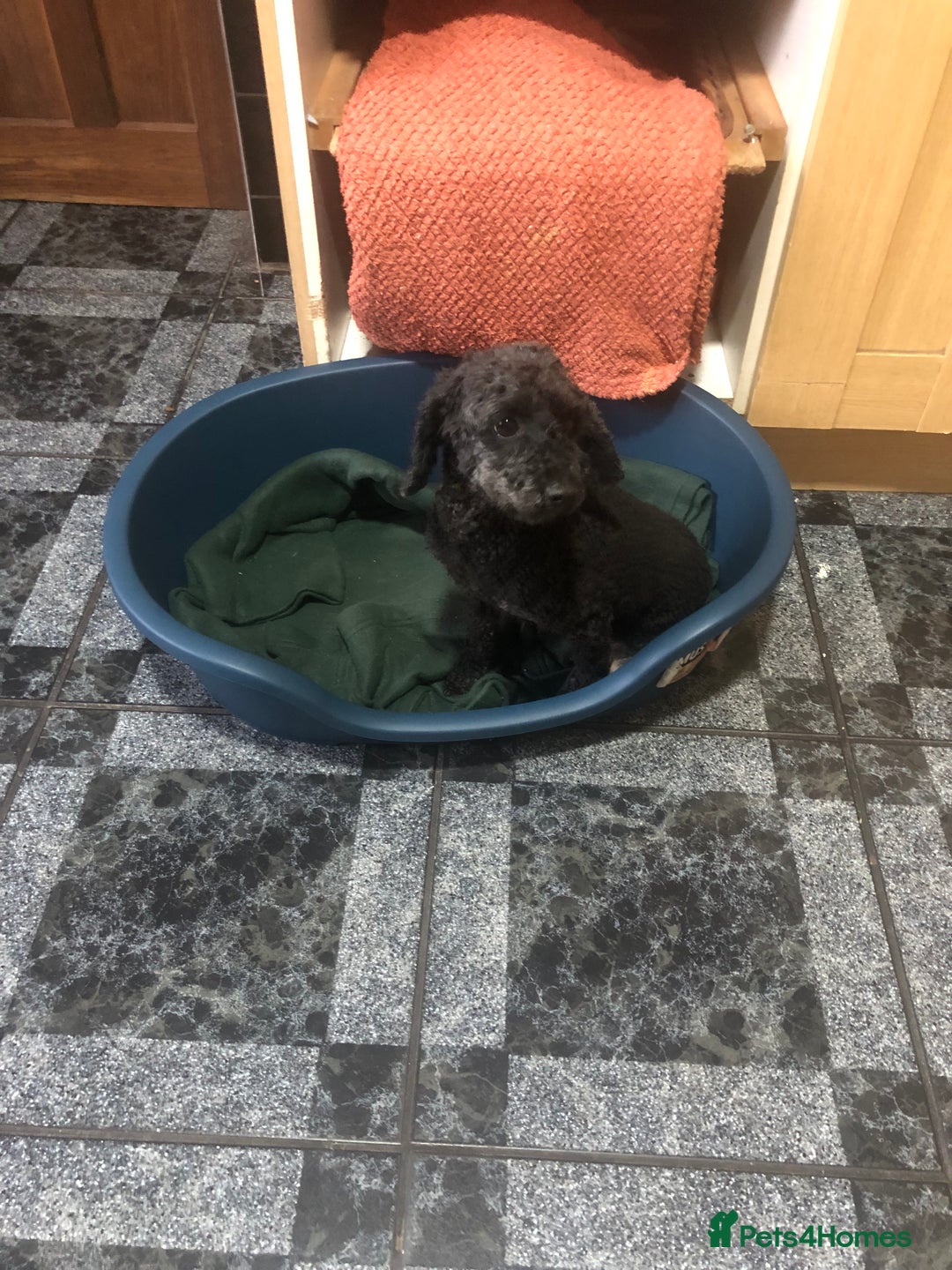 Cockapoo dogs for sale: Cockapoo puppies for sale  - Advert 35