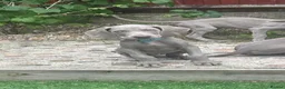 Weimaraner dogs for sale: Stunning pedigree puppies, London, ready 18 Sep - Advert 14