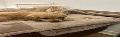 Cockapoo 1