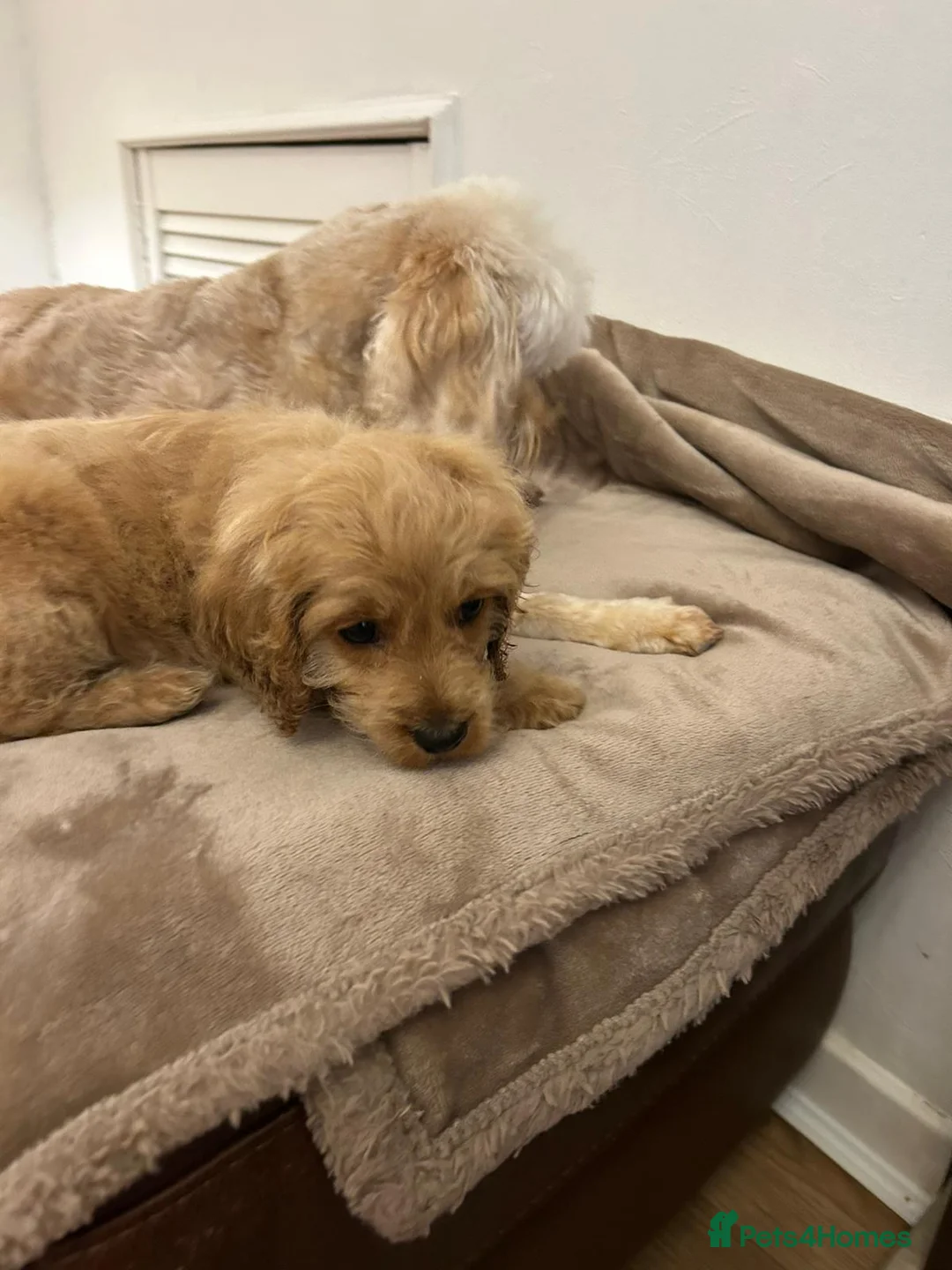 Cockapoo dogs for sale: Adorable cockapoo puppies - Advert 2