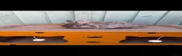 Netherland Dwarf rabbits for sale: 2 Male rabbits - Advert 3