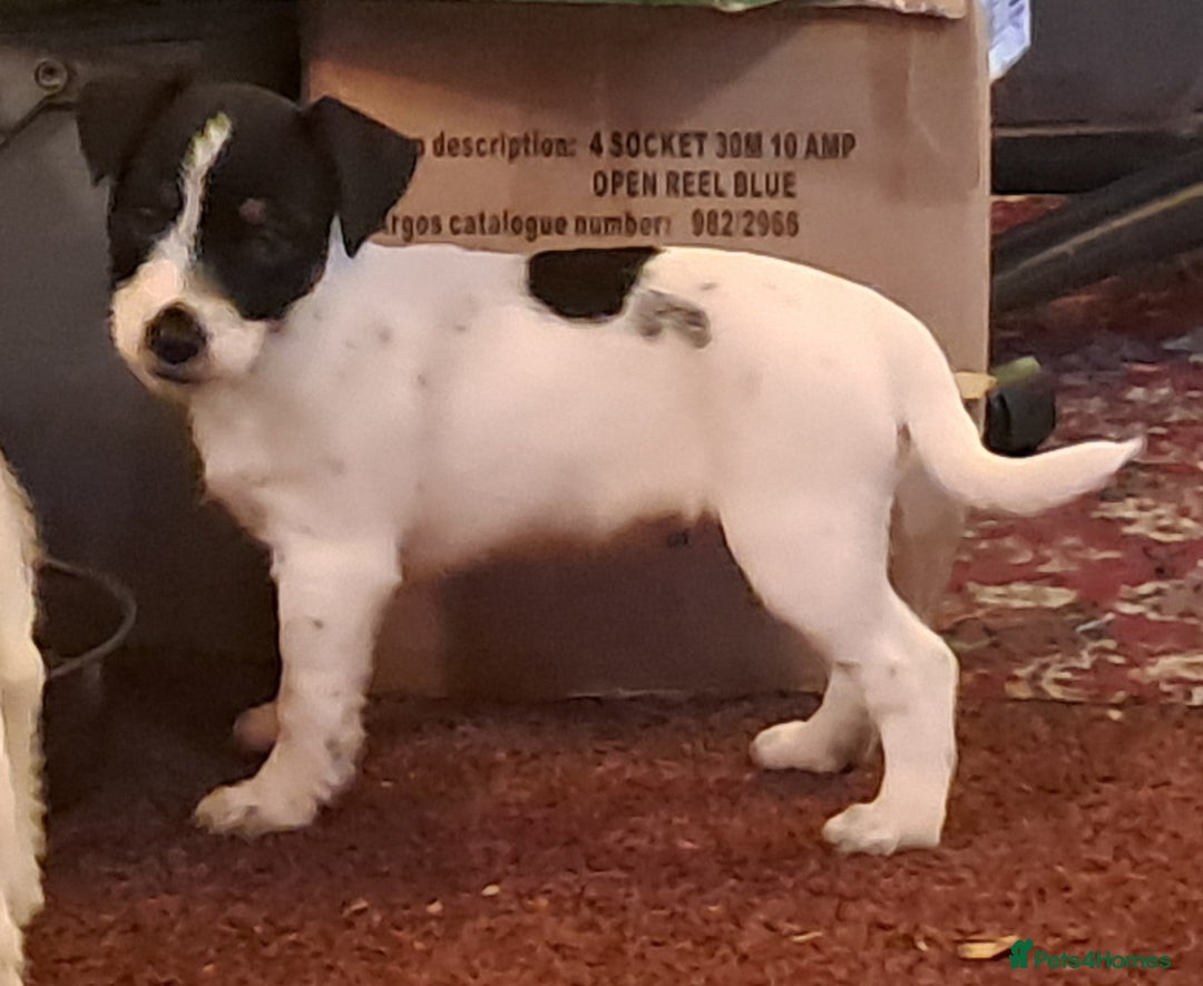 Jack Russell dogs for sale: KC Jack Russell pups, DNA Clear- LOA, SCA, PLL - Advert 27