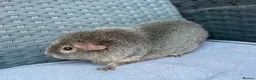 Guinea Pig rodents for sale: Sows mixed ages & breeds - Advert 16