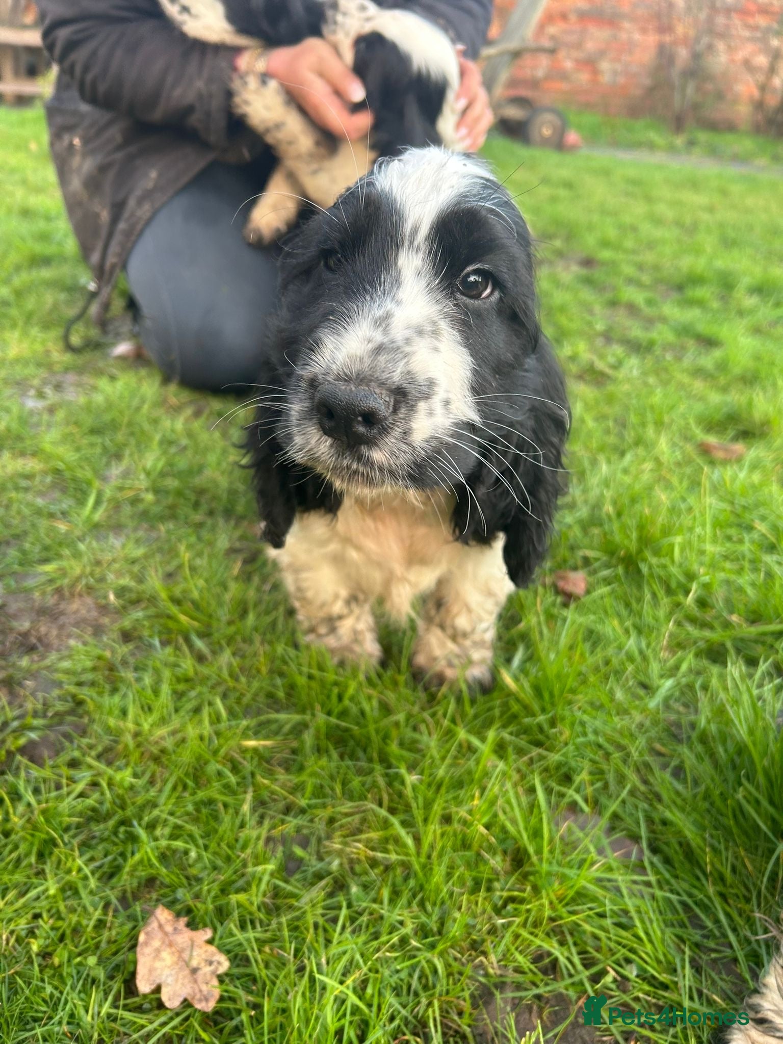 Cocker Spaniel dogs READY NOW KC show cocker spaniel boy black white  - Advert 1