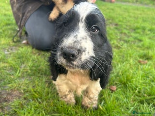 Cocker Spaniel dogs READY NOW KC show cocker spaniel boy black white - Advert 16