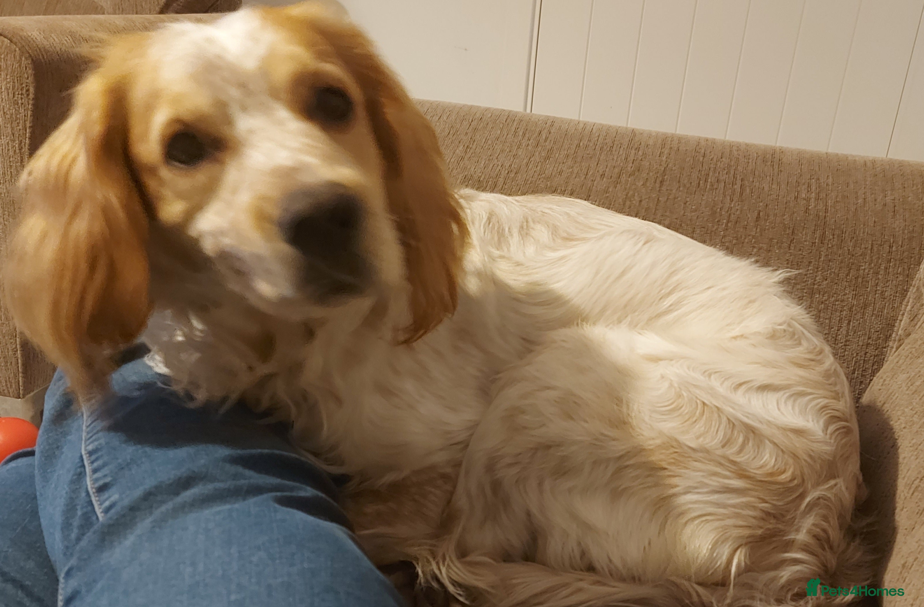 Cocker Spaniel dogs Looking for forever home - Advert 12