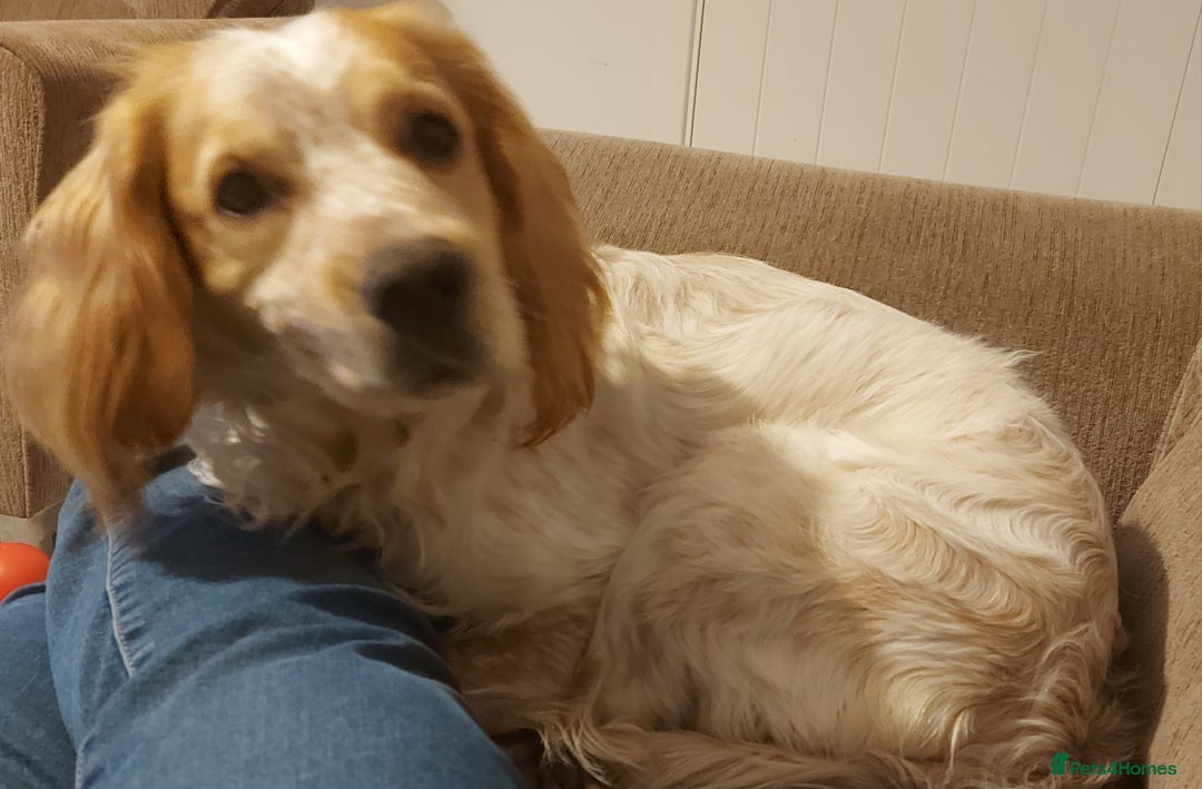 Cocker Spaniel dogs for sale: Looking for forever home - Advert 1
