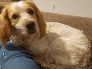 Cocker Spaniel dogs Looking for forever home - Advert 11