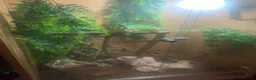 Chameleon reptiles for sale: Female yellow veil with set up - Advert 1