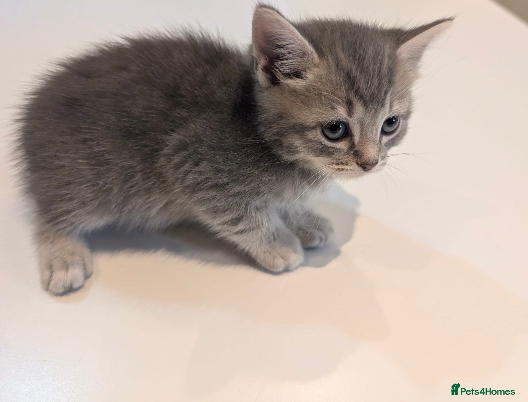Scottish Fold cats for sale: Only 3 girls left! Scottish straight grey tabby 😻 - Advert 13