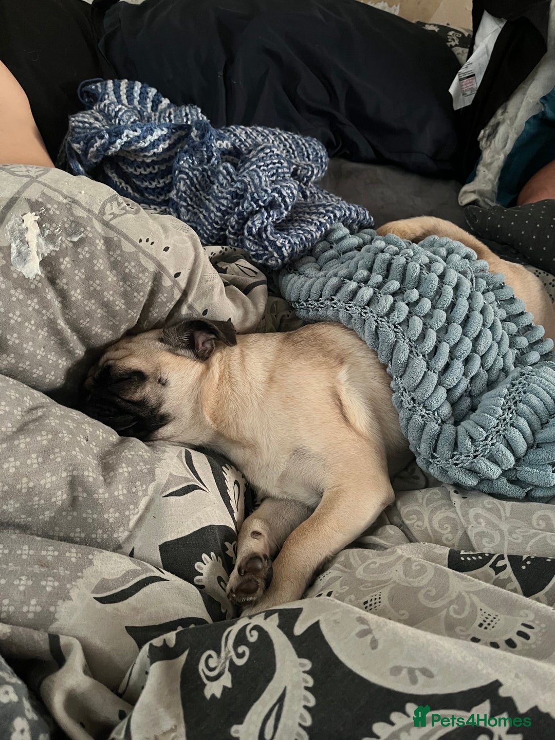 Pug dogs for sale: Sad sad sale 1 year old pug bitch  - Advert 2