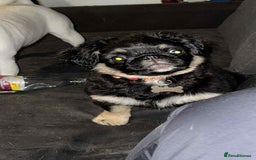 Pug dogs for sale: Scar fluffy pug - Image 14