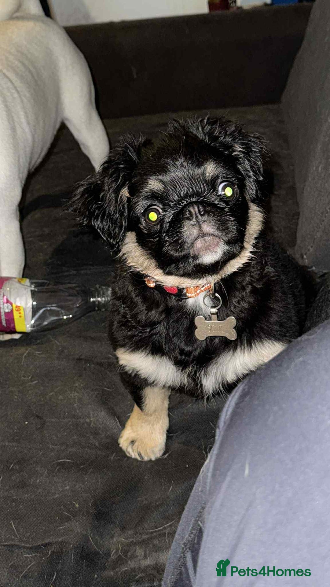 Pug dogs for sale: Scar fluffy pug - Image 14