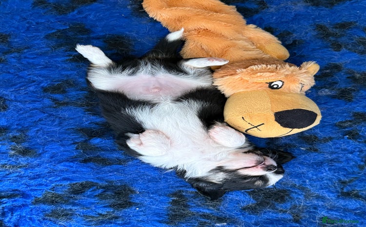 Chihuahua dogs - Advert 7