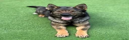 German Shepherd dogs for sale: Exceptional KC Reg Czech Working Line GSD Puppies - Advert 28