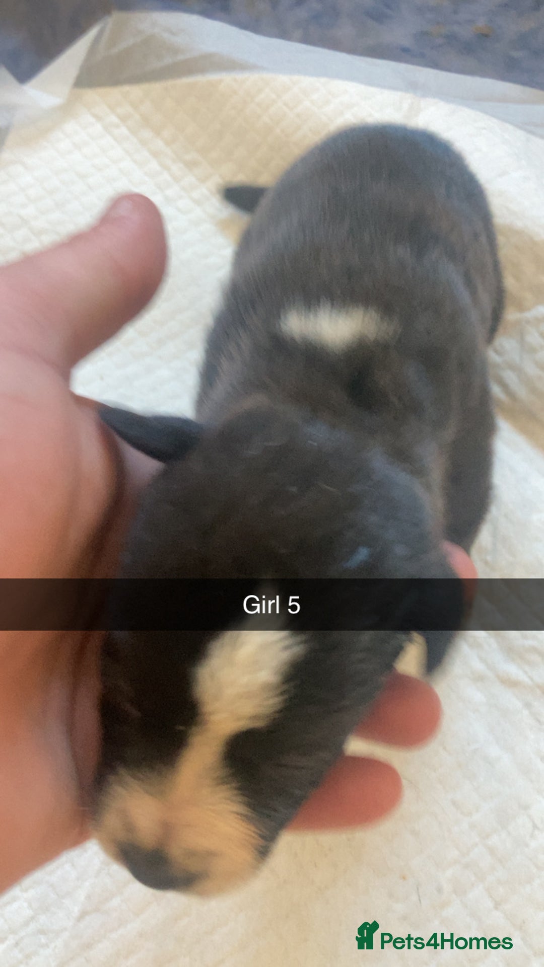 Mixed Breed dogs for sale: PressaXAmerican bull dog  - Image 11