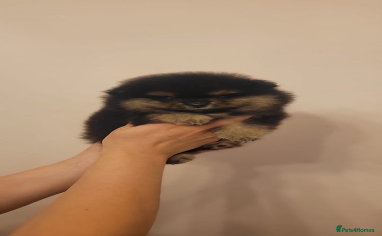 Pomeranian dogs - Advert 14